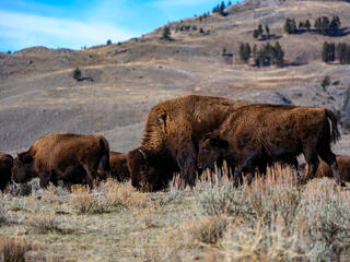 Bison in the Lamar Valley