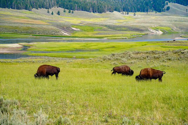 Bison on the Yellowstone River print