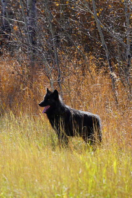 Black Wolf near Jackson Lake print