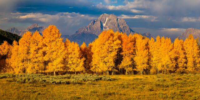 Flaming Aspen Grove and Mt. Moran print