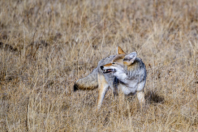 Coyote with a mouse print