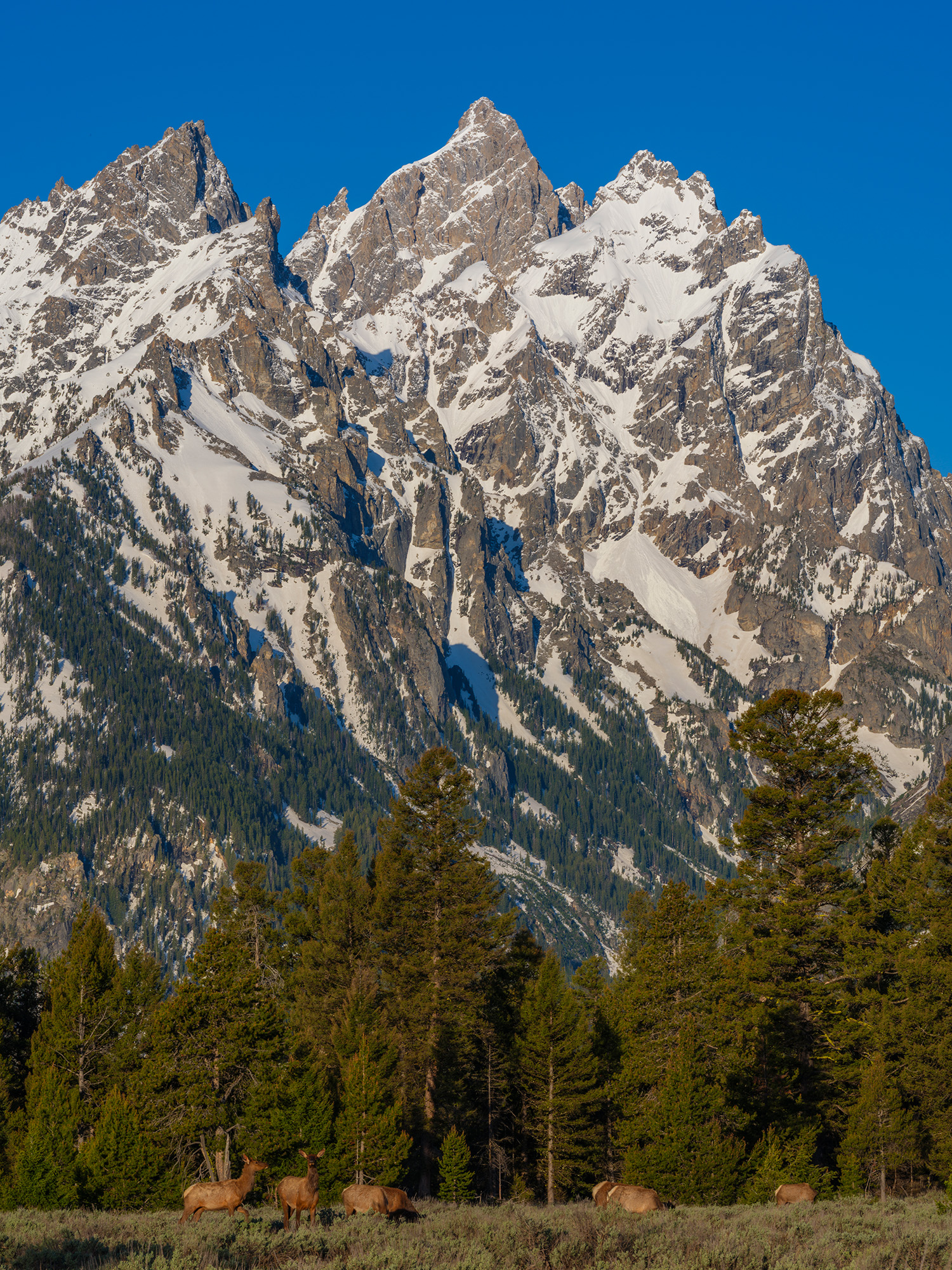 Cathedral View with Elk Herd After and early sunrise photo shoot, I was leaving the park when I saw these elk out browsing on the fresh spring grass. I immediately...