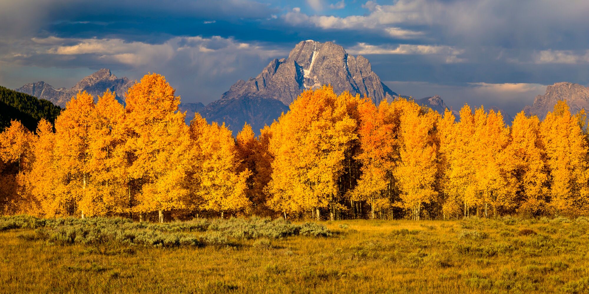 Flaming Aspen Grove and Mt. Moran